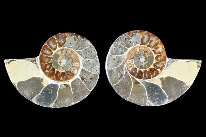 Bargain, Cut & Polished Ammonite (Anapuzosia?) Pair #88008